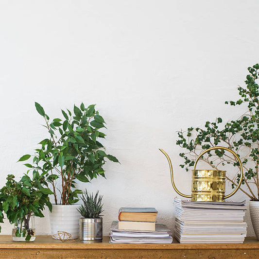 Green Elegance: How Plants Elevate Home Decor